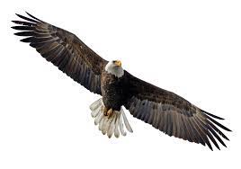 Eagle