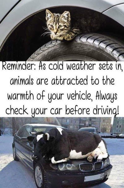 Humor Quote