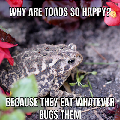 Humor Quote