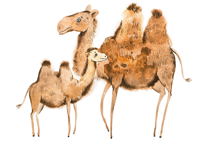 Camel and Baby