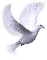 Dove
