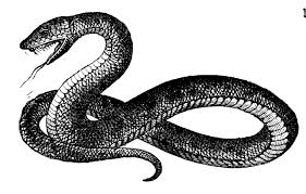 Snake
