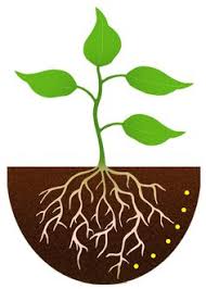 Soil