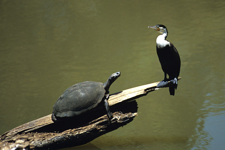 Tortoise and the Bird