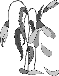 ugly flower