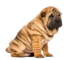 wrinkle dog